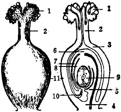 植物子房结构图图片